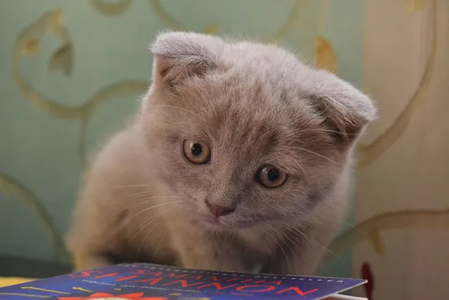 When Will My Kitten Start to Purr? The Origin Story