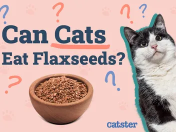 Can Cats Eat Flaxseeds? Vet-Approved Nutritional Facts & FAQ