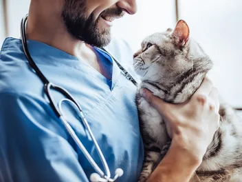 Feline Cognitive Decline: Vet-Reviewed Signs, Diagnosis & Treatment