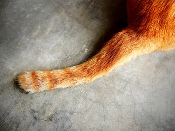 Trimming a Long-Haired Cat’s Bottom: 7 Vet-Verified Tips & Tricks