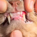 Why Are My Cat’s Gums Red and Swollen? 8 Possible Reasons & What to Do