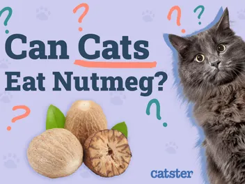 Can Cats Eat Nutmeg? Vet-Reviewed Facts & FAQ
