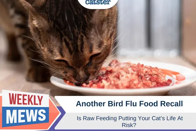 Another Bird Flu Food Recall – Is Raw Feeding Putting Your Cat's Life At Risk?