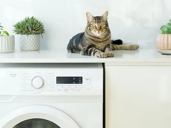 What Can Kill a Cat? 16 At-Home Items Vets Tell Us To Watch Out For