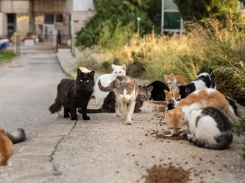 How Many Stray & Feral Cats Are There in the US? 2026 Facts