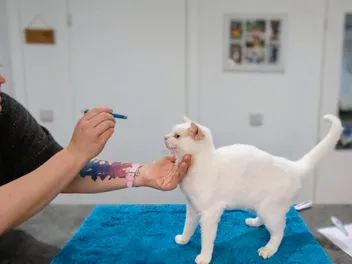 How to Do A Health Check At Home: Dr. Karyn's Guide (with Video)