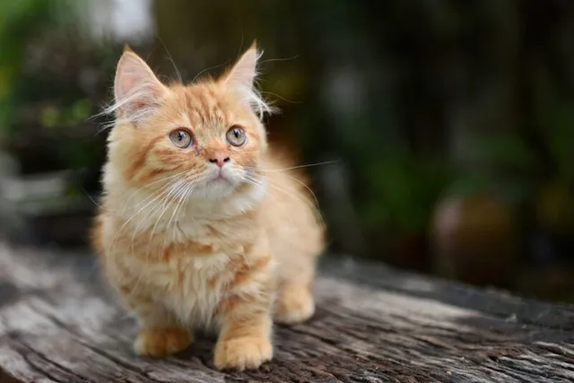 8 Munchkin Cat Breeds (With Info & Pictures)