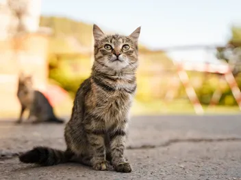 Why Are Cats Called Pussycats? A Brief History of the Term