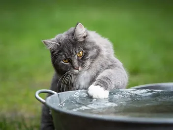 How to Cool Down a Cat: 9 Vet-Approved Tips