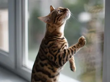 Why Does My Cat Paw at Smooth Surfaces? 5 Vet Reviewed Reasons
