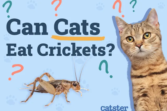 Can Cats Eat Crickets? Vet Approved Health Facts & Precautions
