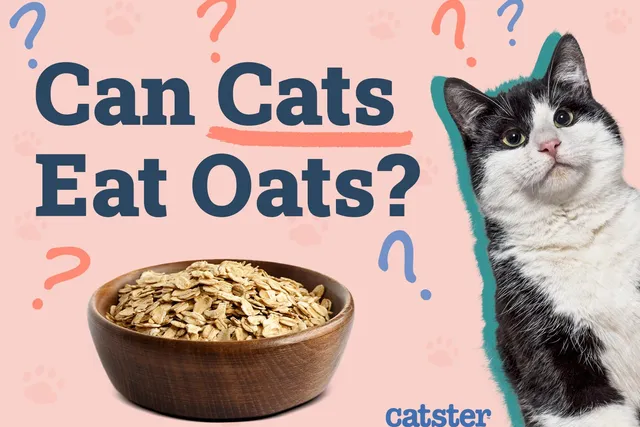 Can Cats Eat Oats? Vet-Verified Nutritional Facts & FAQ