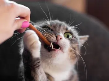 9 Best Treats for Kittens in 2026 - Reviews & Top Picks