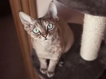 How to Keep Cats Off Furniture: 7 Tips & Tricks