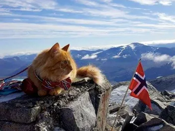 Meet Jesperpus, Confident Outdoors-Loving Cat of Norway