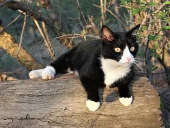 Are Tuxedo Cats Smarter Than Other Cats? Vet-Verified Facts & Info