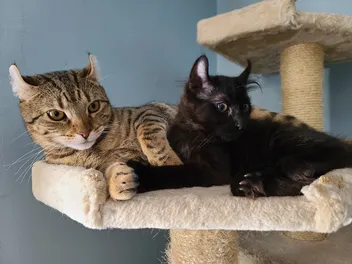 7 Best Cat Trees in Canada in 2026 - Reviews & Top Picks