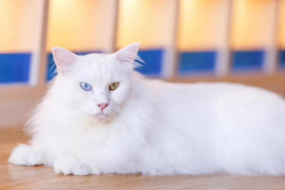 White Maine Coon cat with different pupils dichromatic