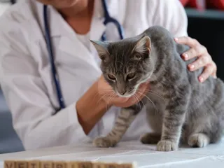 Can You Save a Cat With Kidney Disease? Our Vet Explains Prognosis & Lifespan