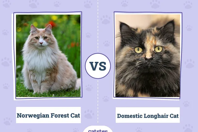 Norwegian Forest Cat vs Domestic Longhair Cat: Main Differences (With Pictures, Vet-Reviewed)