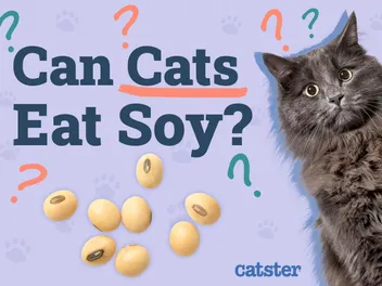 Can Cats Eat Soy? Vet-Approved Nutritional Facts & FAQ