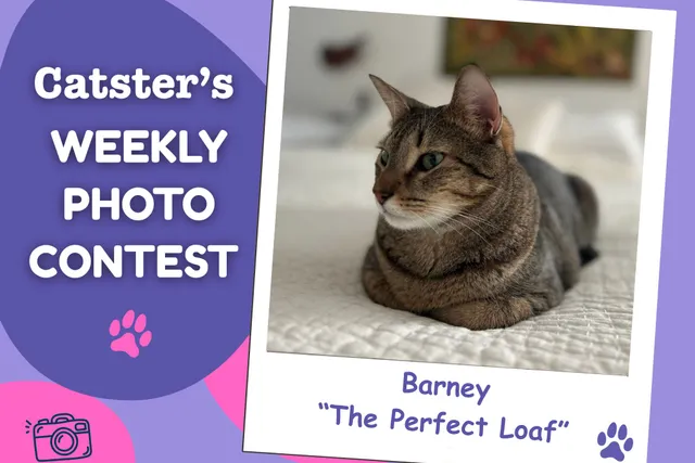Catster’s Weekly Photo Contest Winners: The Perfect Loaf (July 6, 2026)