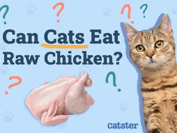 Can Cats Eat Raw Chicken? Vet-Reviewed Facts & Recommendations