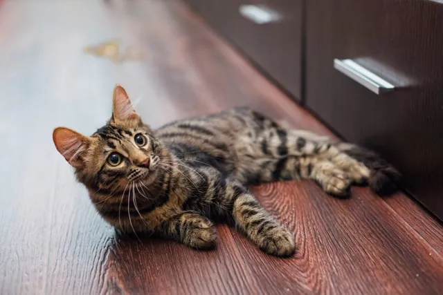 My Cat is Leaving Blood Drops Everywhere, What’s Wrong?