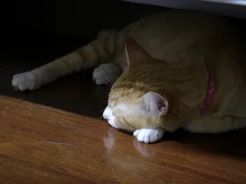 5 Things to Know About Bringing an Adult Cat Into Your Home