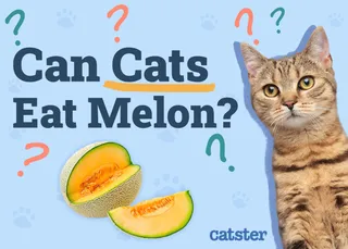 Can Cats Eat Melon? Vet-Approved Nutritional Facts