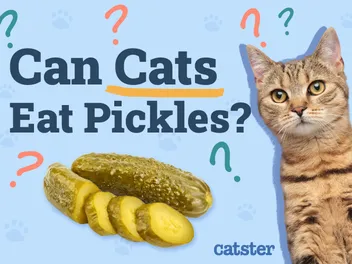 Can Cats Eat Pickles? Vet-Approved Health Facts & Nutritional Advice