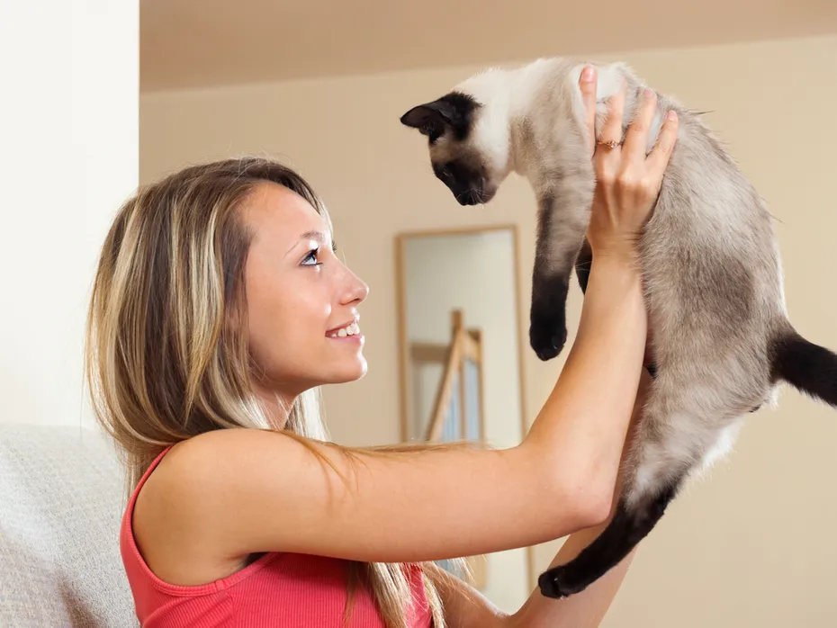 Cat Lifted Cute girl playing with Siamese kitten on couch at home
