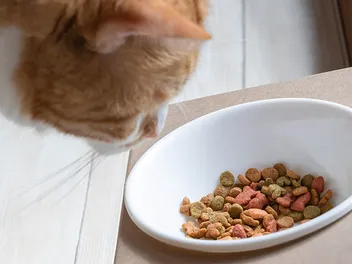 Will a Cat Overeat If They Get Excess Food? Vet-Approved Facts & Feeding Tips