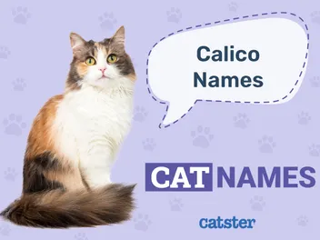 170 Calico Cat Names: Great Ideas for Your Elegant Cat