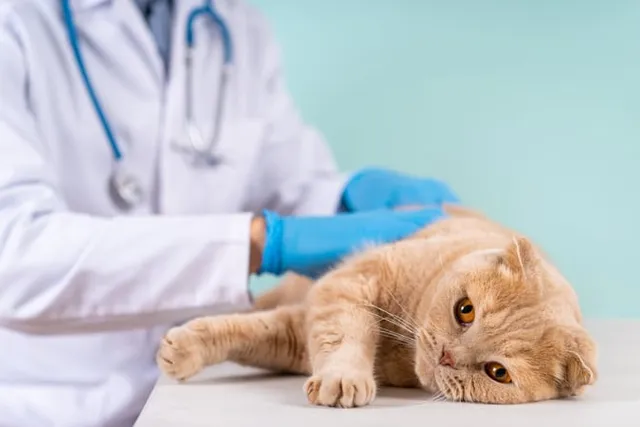 Anal Sac Disease in Cats: Causes, Signs & Treatments (Vet Answer)