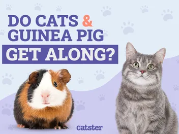 Do Cats & Guinea Pigs Get Along? Our Vet Answers
