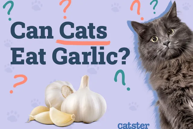 Can Cats Eat Garlic? Vet-Reviewed Risks & FAQ