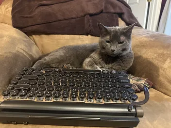 Office Cats: The Pros & Cons of Felines in the Workplace