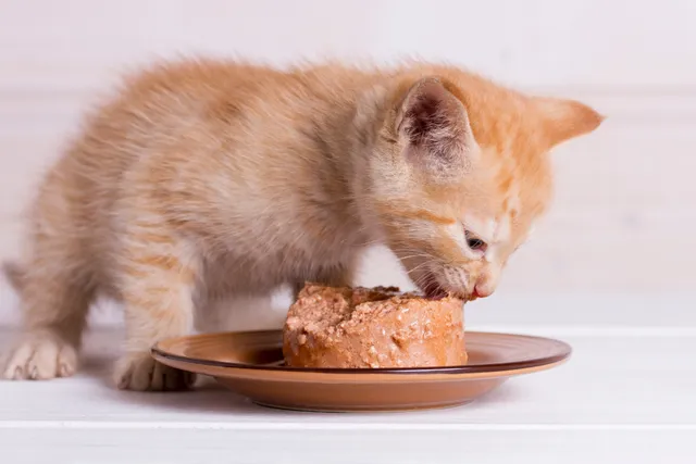 Cat Cake Recipes: 5 Vet-Approved Homemade Treats