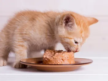 Cat Cake Recipes: 5 Vet-Approved Homemade Treats