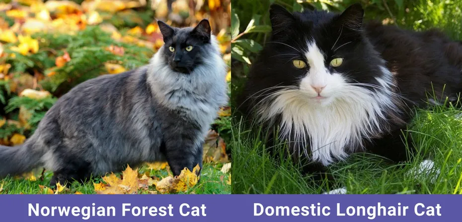 side by side Norwegian Forest Cat VS Domestic Longhair Cat