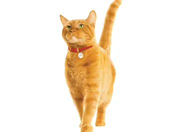 9 Amazing Facts About Morris the Cat, the 9Lives Mascot