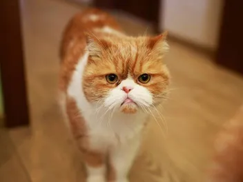 Do Cats Hold Grudges? Vet-Reviewed Feline Behavior & FAQ