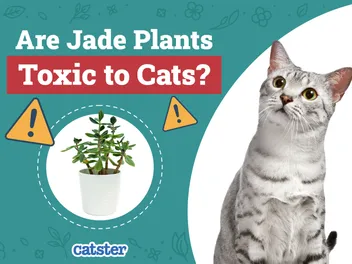 Are Jade Plants Toxic to Cats? Vet-Reviewed Houseplants Examined
