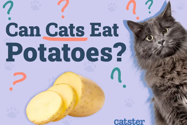 Can Cats Eat Potatoes? Vet-Reviewed Facts to Know