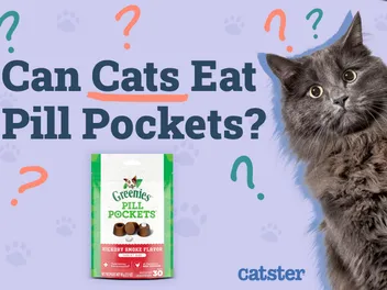 Can Cats Eat Dog Pill Pockets? Vet-Reviewed Facts & FAQ