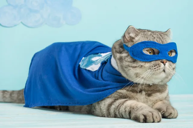 Can Cats Save Our Lives? Remembering Some of the Most Heroic Felines