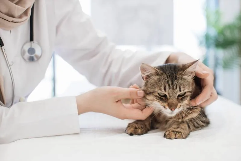 a vet checking a cat's lymph nodes
