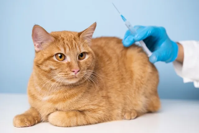How Much Do Cat Vaccines Cost? 2026 Price Guide