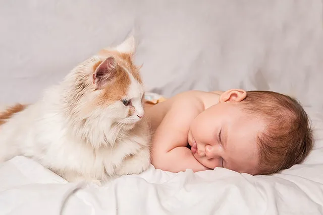 Can Cats Tell What a Human Baby Is? Vet-Verified Information